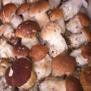 Porcini freschi I scelta