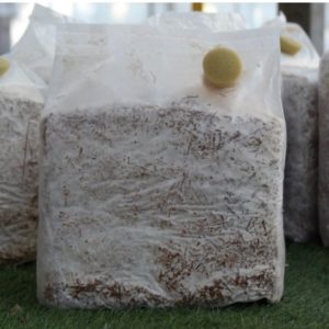 Panetti incubato dí fughi Cardoncelli  ( pleurotus eryngii )